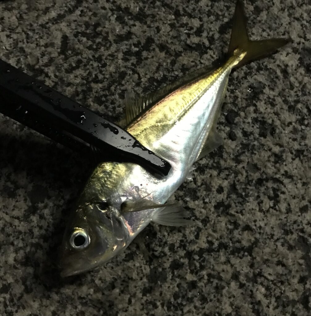 アジングでの初アジ